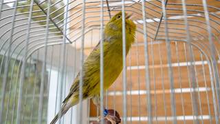 Download lagu PERINGATAN: Kenari Anda mungkin akan bernyanyi tanpa henti setelah ini! mp3