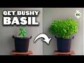 My Basil Pruning Trick For Bigger Bushier Plants