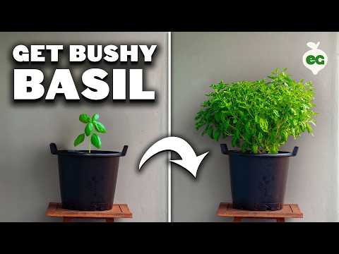 8 Basil Varieties You Might Not Know About