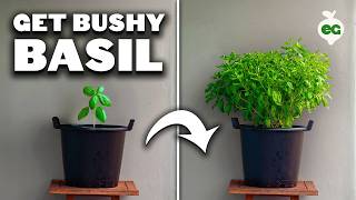 My Basil Pruning Trick for Bigger, Bushier Plants! 🪴
