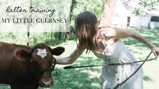 Halter Training my Future Dairy Cow | This Week on the Homestead Episode 15