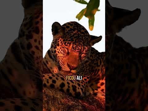 POR ISSO NÃO SOLTAM ONÇA NA NATUREZA