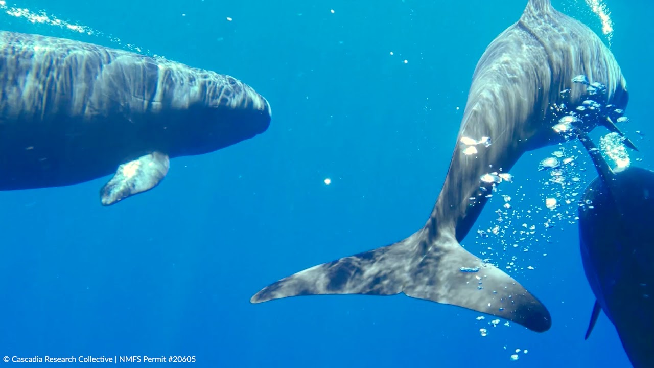 Endangered false killer whales off Lāna‘i