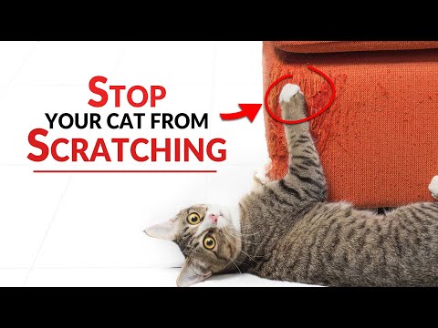 YouTube video about: How to keep cats from scratching leather furniture?