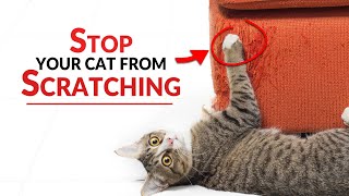 How To Prevent Cats From Scratching Furniture | Ultimate Pet Nutrition - Cat Health Tips