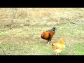 Rooster Calling Hens