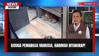 BBKSDA Riau Evakuasi Harimau Sumatera di Semenanjung Kampar