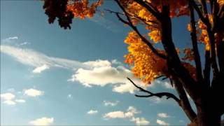 Me at the Museum, You in the Winter Gardens - Tiny Ruins