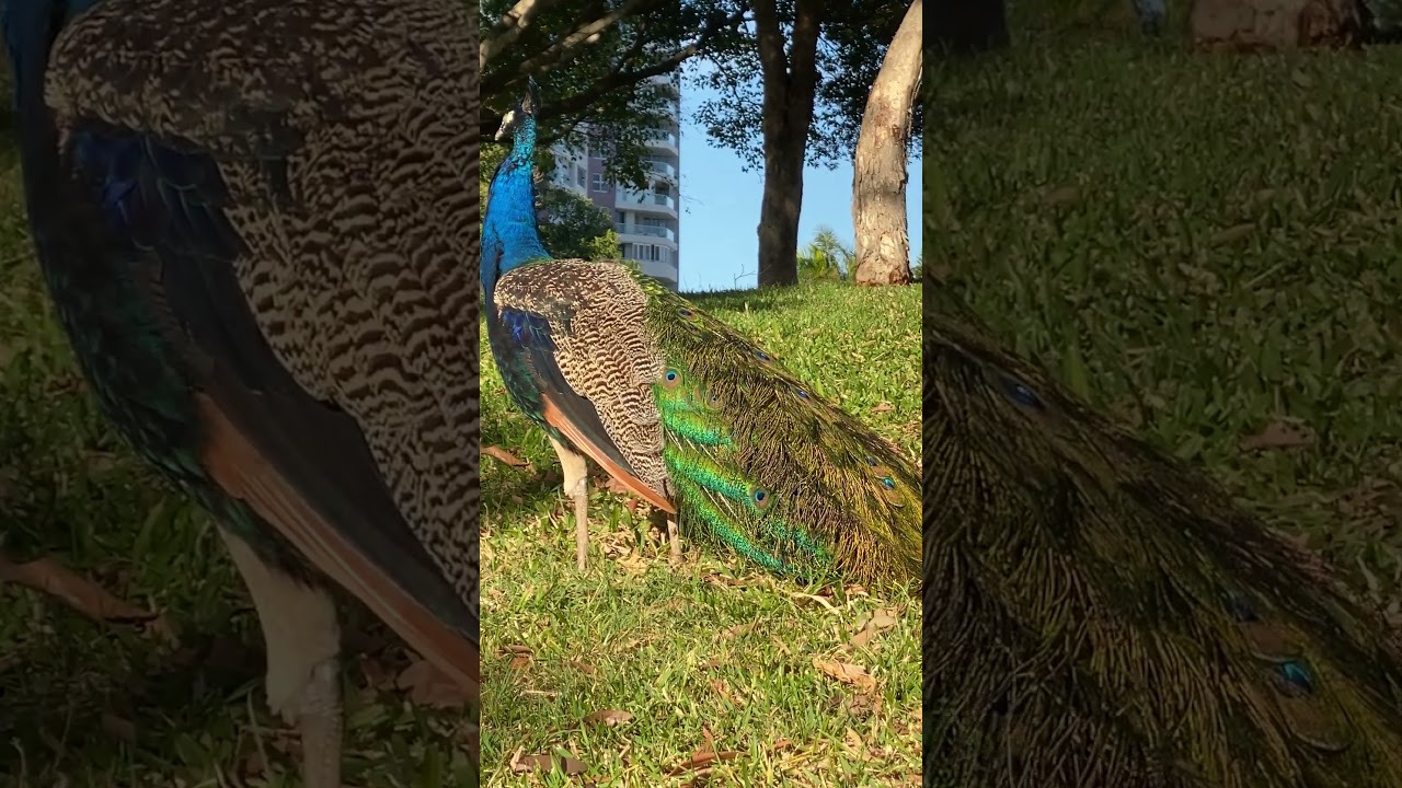 YouTube Short thumbnail