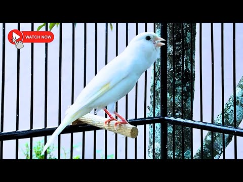 Thanks to This Canary, Many Silent Canaries Are Singing Again
