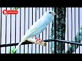 Thanks To This Canary Many Silent Canaries Are Singing Again