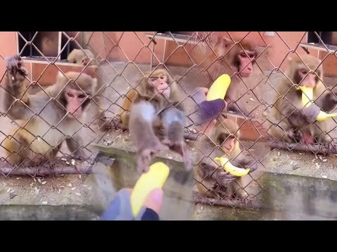 Monkeys angry over not eating bananas#animals#monkey#funny