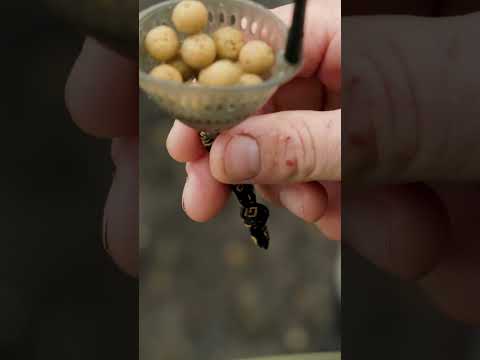 Cell! Cell! Cell! The perfect carp fishing bait! #shorts Baits Carp Fishing TV