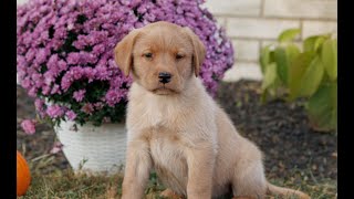 Video preview image #1 Labrador Retriever Puppy For Sale in MORGANTOWN, PA, USA