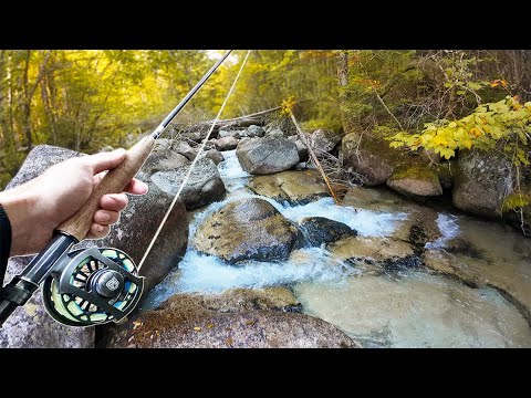 Fly Fishing a Hidden Mountain Stream