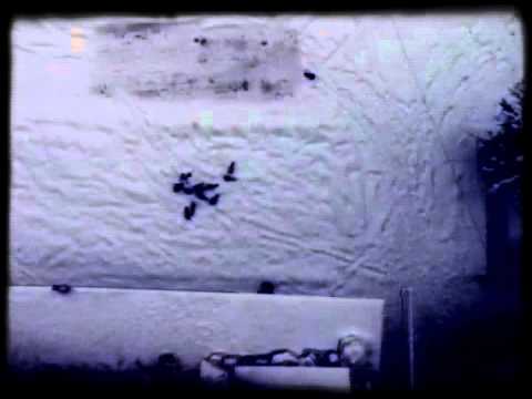 Nikakoi - Звезды