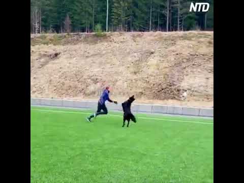 Next level 🐶Dog 🐕