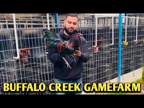 McRae Leiper Racey Mugs Brownred - BUFFALO CREEK FARM