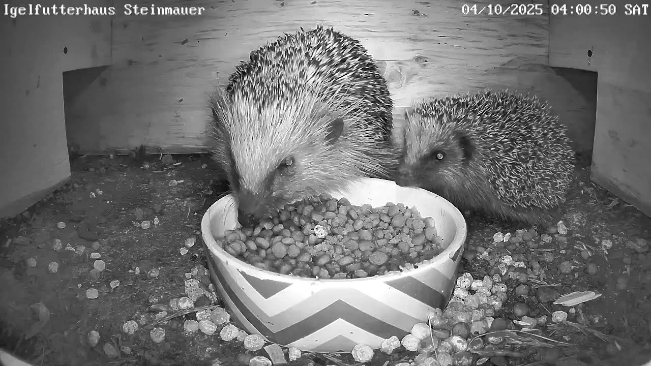 Eine Igelmutter mit Nachwuchs? | 04.10.2025