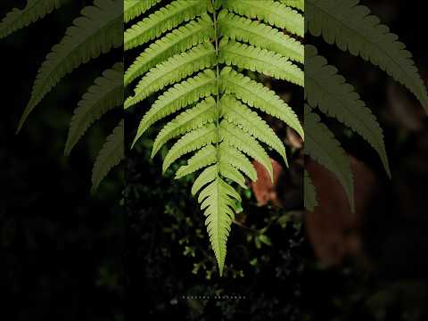 I love the green world 💚#nature #naturephotography #photography #mobilephotography #sony #sonyxperia