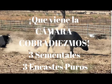 ¡Qué viene COBRADIEZMOS! 3 Sementales 3 Encastes  ¿TOMANDO EL SOL?