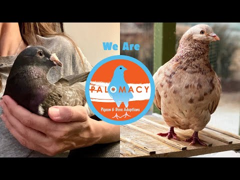 Palomacy Rescues & Rehomes Pigeons & Doves