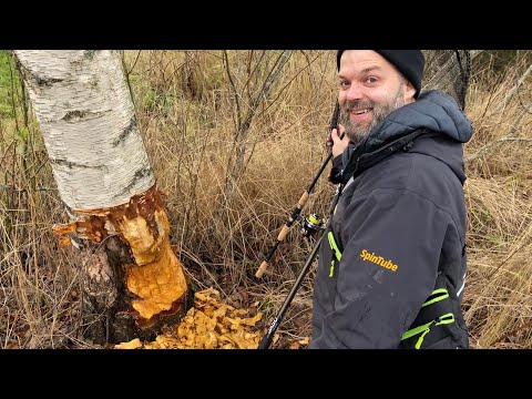 Hauenkalastus joella ja virtavesissä - Mistä syksyn jokihauet löytyvät -  Paikkavinkit