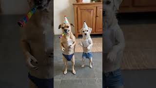 Manda Pra Quele Amigo ou Amiga Que Faz Aniversário Em Agosto 🤣