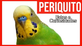 PERIQUITOS - veja o porque é uma das primeiras escolhas como animais de estimação.