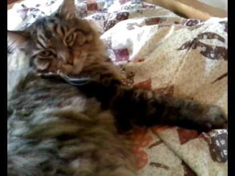 Noah - The Big Ol' Lunk of Fur Being His Loveable Self