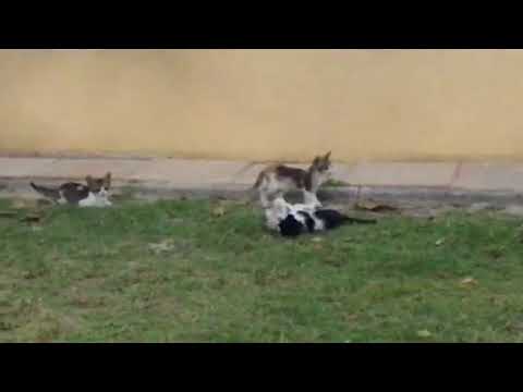 Kitty cat playing with mother