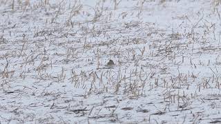 Horned Lark