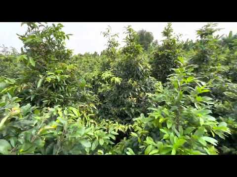 Mai vàng vườn em ở long an.Cây tàng thông đẹp. Hoành 16-25.