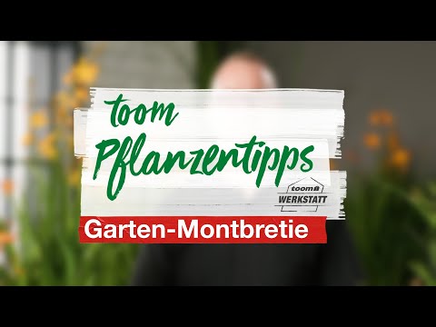 toom Pflanzentipps – Garten-Montbretie| toom Baumarkt