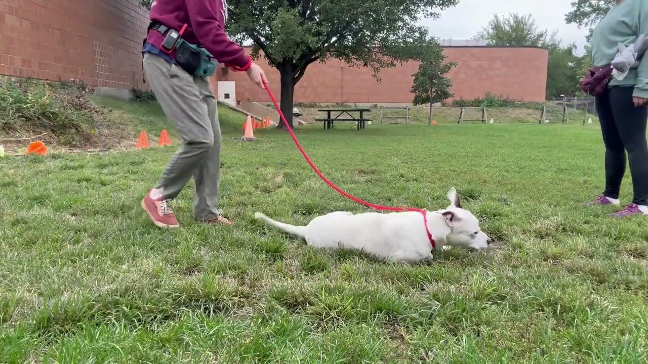 Ralph Lauren's Leash Test