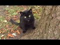Ide Black cat meows under a tree, Video Black Cat Kittens paling seru!