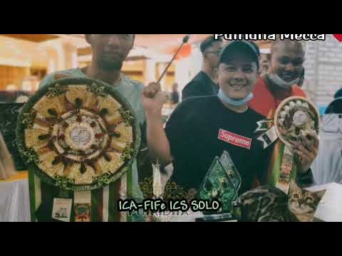 CAT SHOW. ICS SOLO. PUTRIDITA MECCA BEST CATEGORY 3 ✨ BOB 🎉 #bengalcat #cat #catshow #kucingbengal