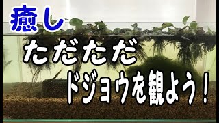 【癒し】 #01 ドジョウで1時間癒す動画