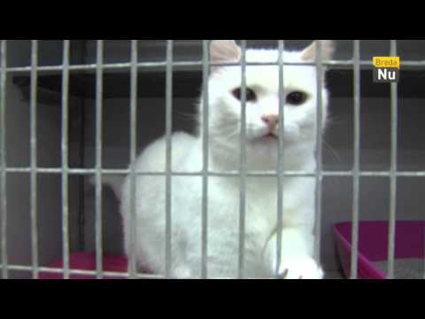 Vacht en Veren aflevering 2: uitleg over chippen