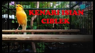 Download lagu KENARI ISIAN CIBLEK... mp3