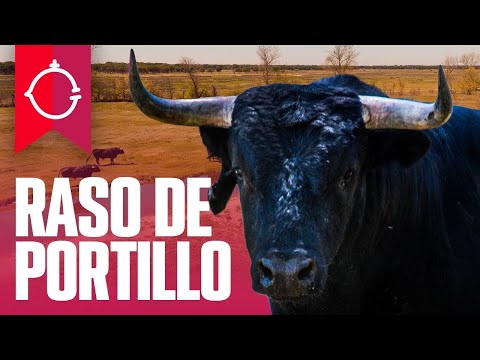 GANADERIA RASO DE PORTILLO I TOROS 2023 🐂