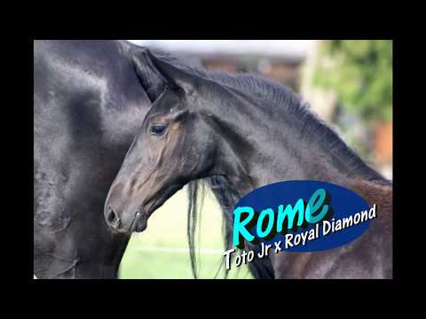 Romero (Glocks Toto Jr x Royal Diamond) - °2017
