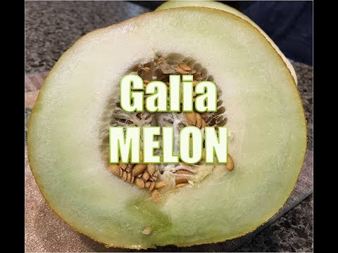 download lagu mp3 mp4 Galia Melon Calories, download lagu Galia Melon Calories gratis, unduh video klip Galia Melon Calories