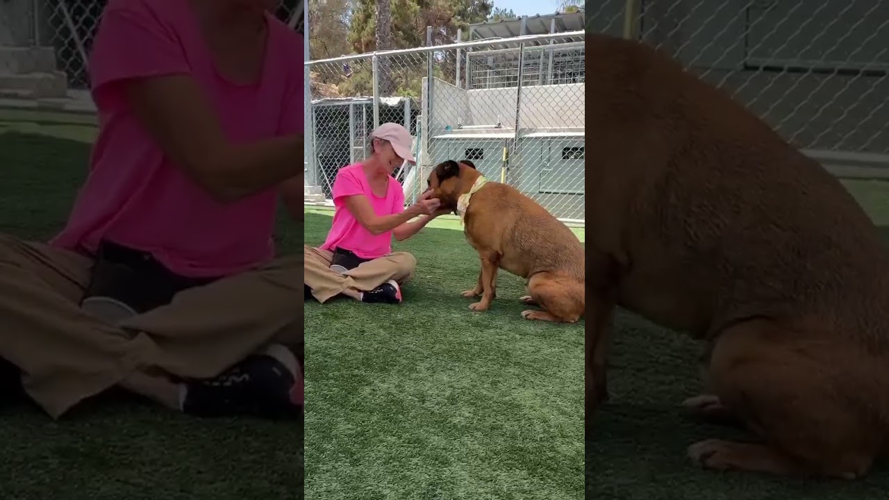Enlarge Smokey / SOS, a Adopted mixed breed in Rancho Palos Verdes, CA video 2/6