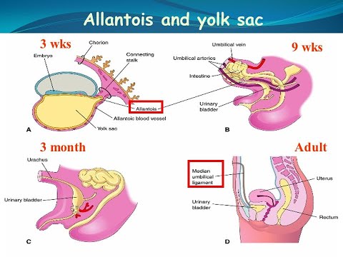 Fate of the Allantois /  Formation of the Urachus and Median umbilical ligament