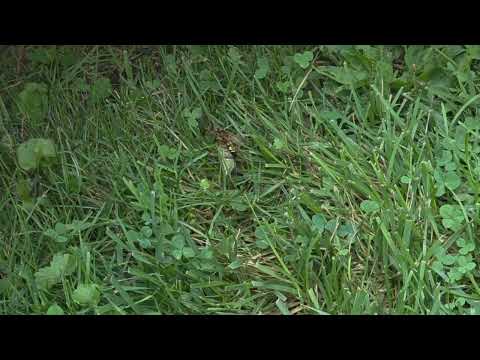 Cicada Killer Wasp Doing What it Does Best in Brick, NJ