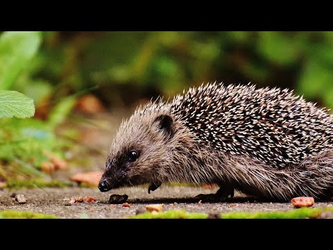 15 Fascinating Facts About Hedgehogs🦔✨