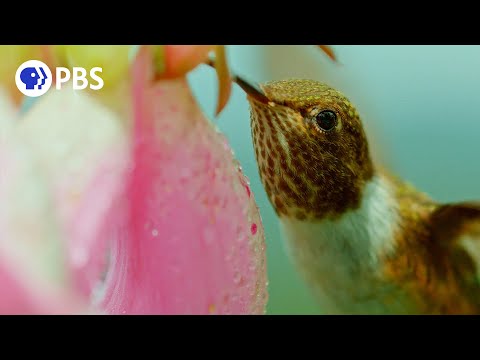 Meet the Rare Volcano Hummingbird