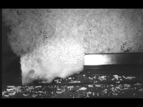 Ein Igel im Garten ❤️ und nächtlich schmatzt das Stacheltier ⁉️ 😀