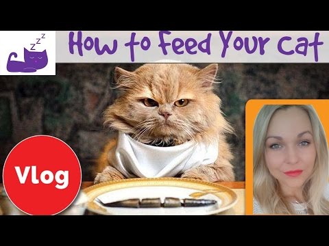 How to feed your cat properly and balance your cat's diet 🐱  cat feeding mistakes